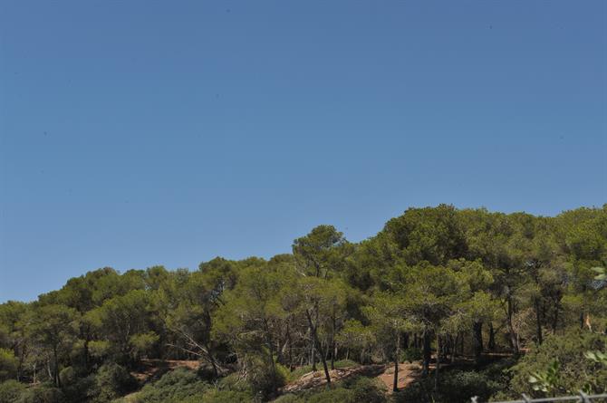 Forêt de pins à côté de plage d'Es Trenc, Majorque - îles Baléares (Espagne)