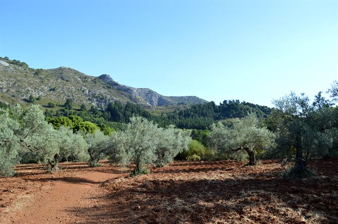 Chemnin à travers une oliveraie jusqu'en hat de la Concha La Concha