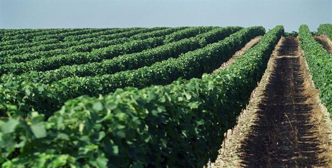 Die Weinberge des Bodegas Sumarroca