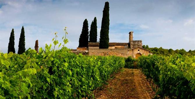 Fra Bodegaen Sumarroca i vinområdet Penedès