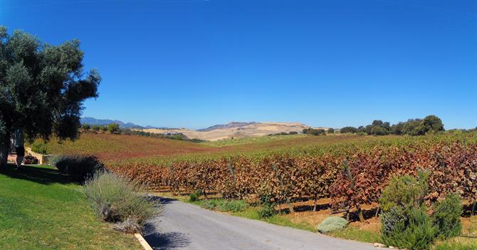 Bodegas Chinchilla, Ronda - Andalousie (Espagne)