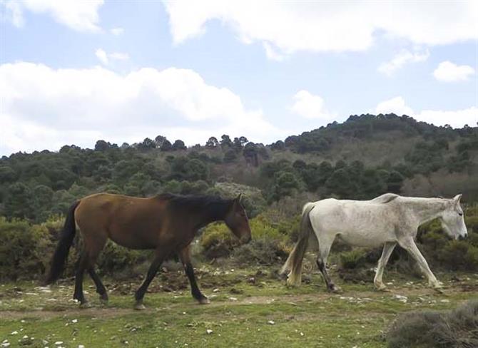 Horses, walk Sierra de Almijara