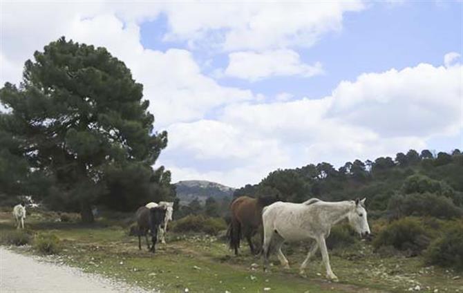 Horses, walk Sierra de Almijara