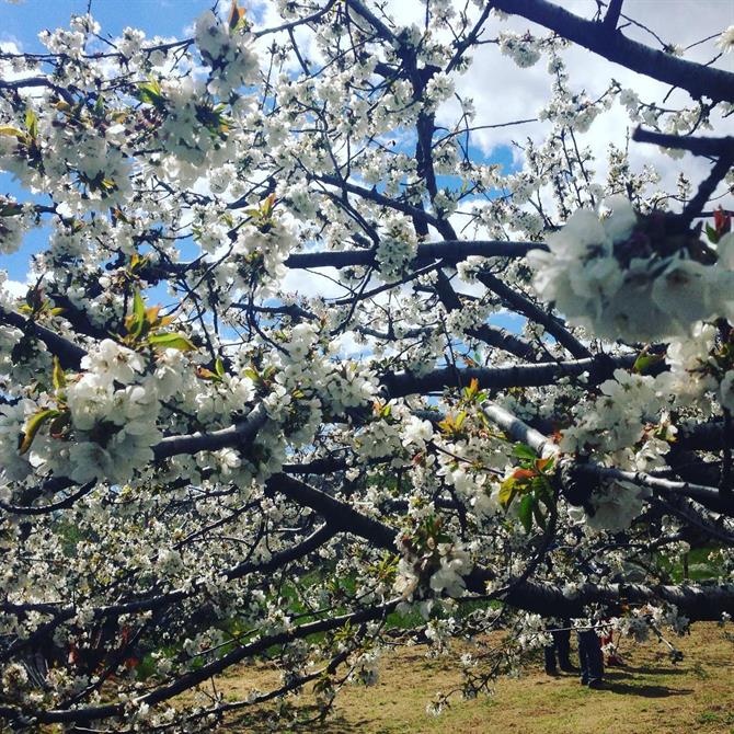 Kirsbærtræerne blomstrer i Jerta-dalen