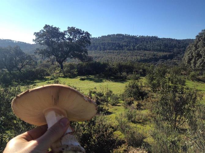 The Gurumelo Mushroom from Extremadura