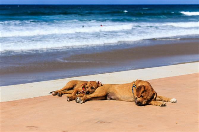 Dogs on a beach