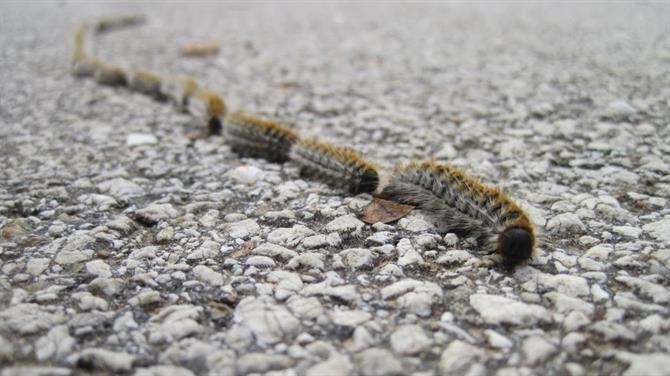 Processionary Caterpillars