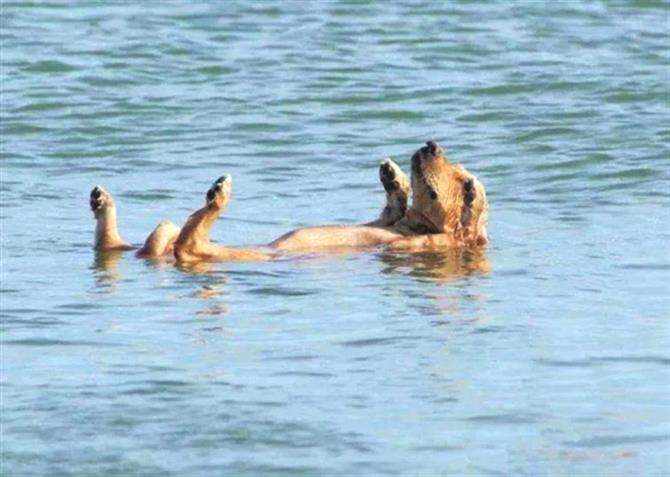 Chilled dog in the sea