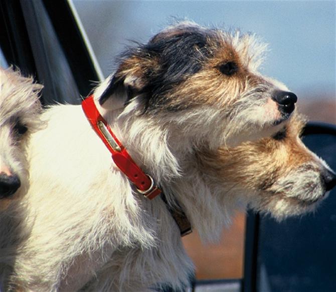 Dogs in a car on a ferry