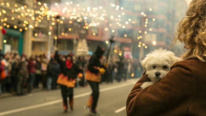 Dog and fireworks