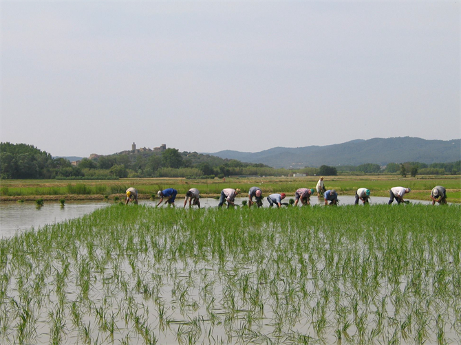 Campos de Arroz, Pals