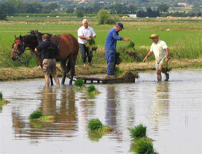 Rice fields, Pals