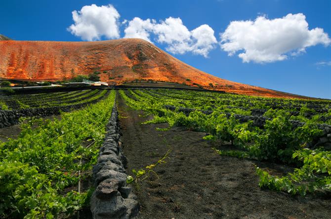 Lanzarote - La Geria Vinmarker 