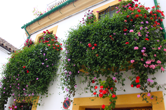 Córdobas berømte patio-festival