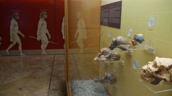 Muzeum Prehistorii w Walencji, sala wystawowa. Sierpień 2017.