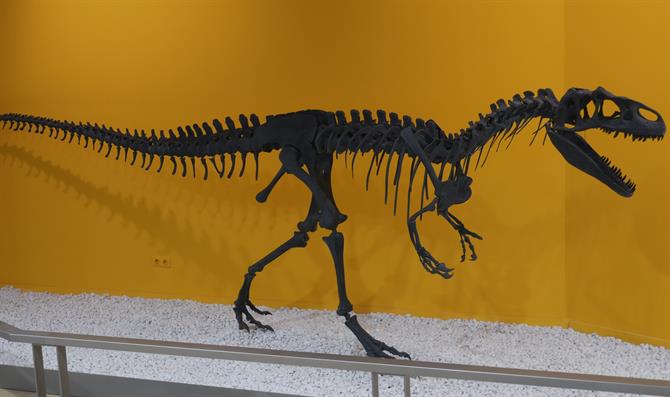 Esqueletos e fósseis expostos no museu das ciências naturais de Valência. Agosto 2017.