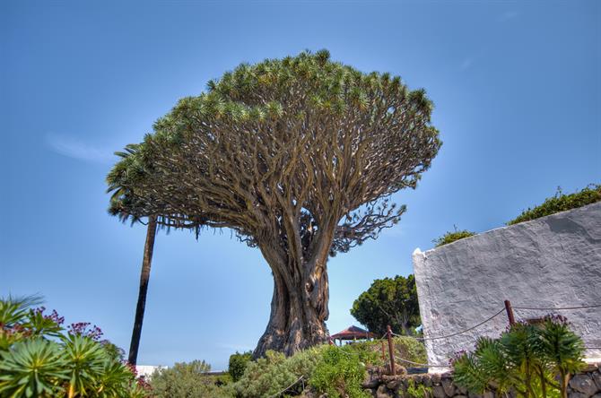 Drakenbloedboom, Tenerife