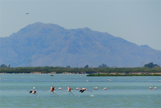 flamingo's at the salt flats of Santa Pola