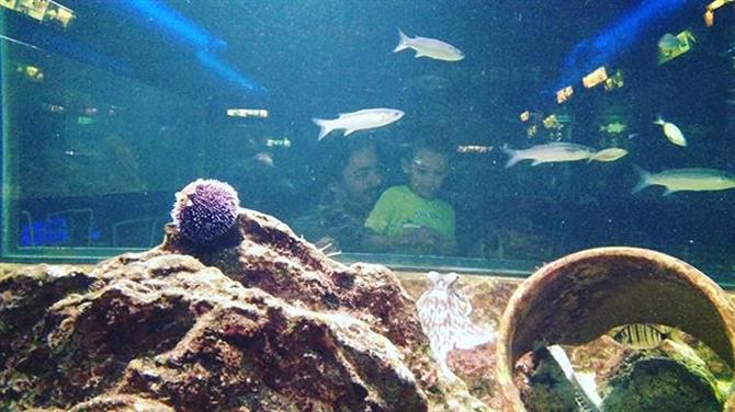 aquarium van Santa Pola
