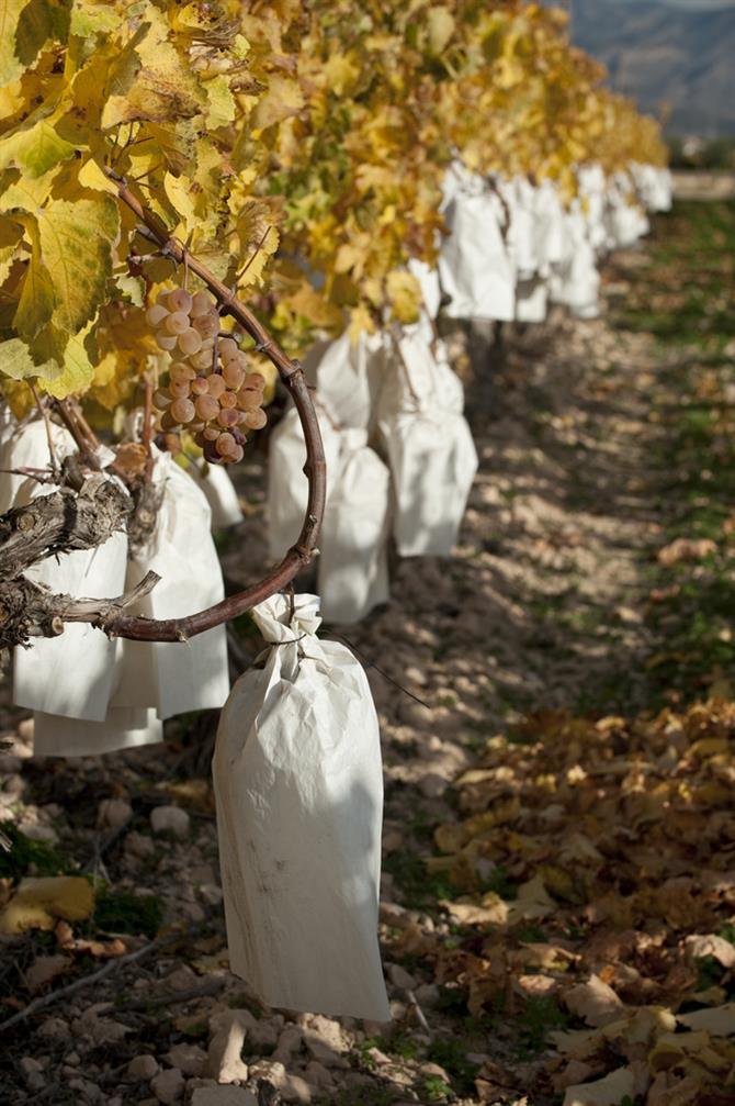 Alicante province - grapes wrapped in paper bags