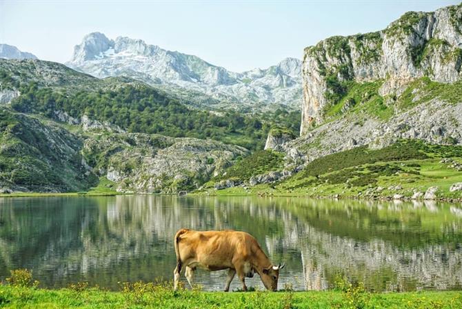 Una mucca pascolando liberamente presso i Lagos de Covadonga, Picos de Europa, Asturias