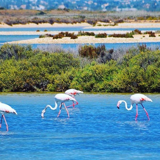 Flamingos är en vanlig syn i Salinas de Santa Pola