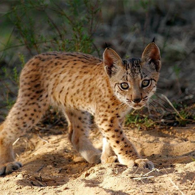 Iberisk lynx, Doñana Nationalpark