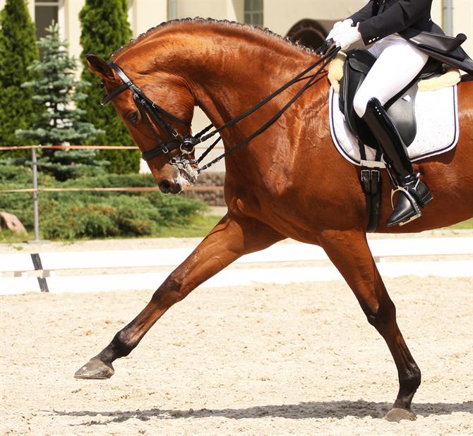 Andalusische Pferde sind gut trainiert und schlau.