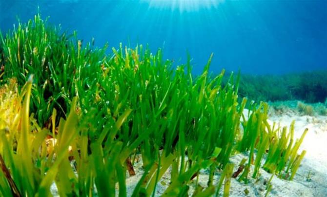 Posidonia seagrass meadow in Ibiza