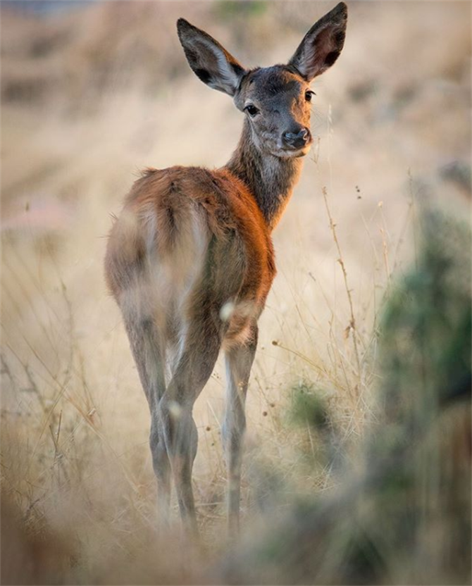 A Deer in Monfragüe National Park