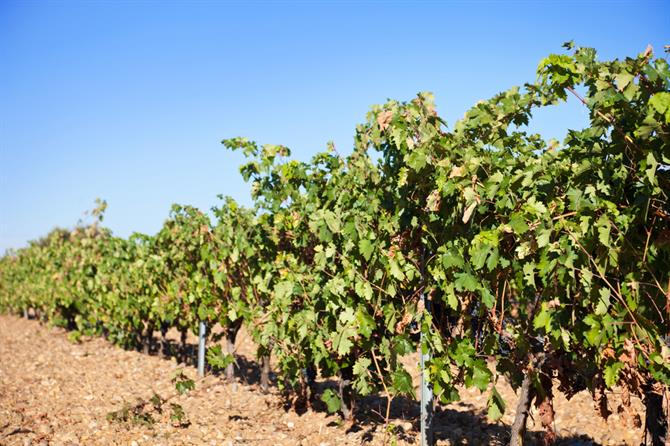 Weinstöcke im Gebiet Ribera del Duero