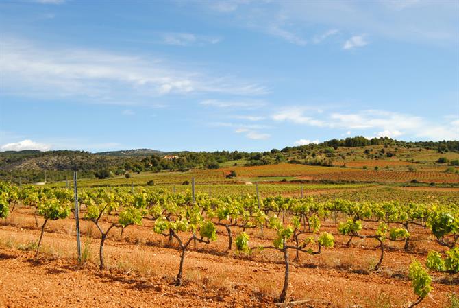 Vinmarker ved Penedes i Catalonien.