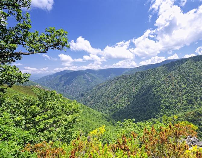 Muniellos-skogen, biosfærereservat, Asturias