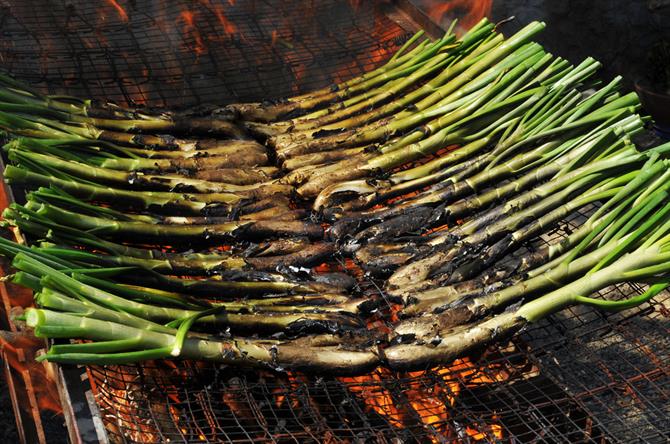 Calçots, typical catalan sweet onions