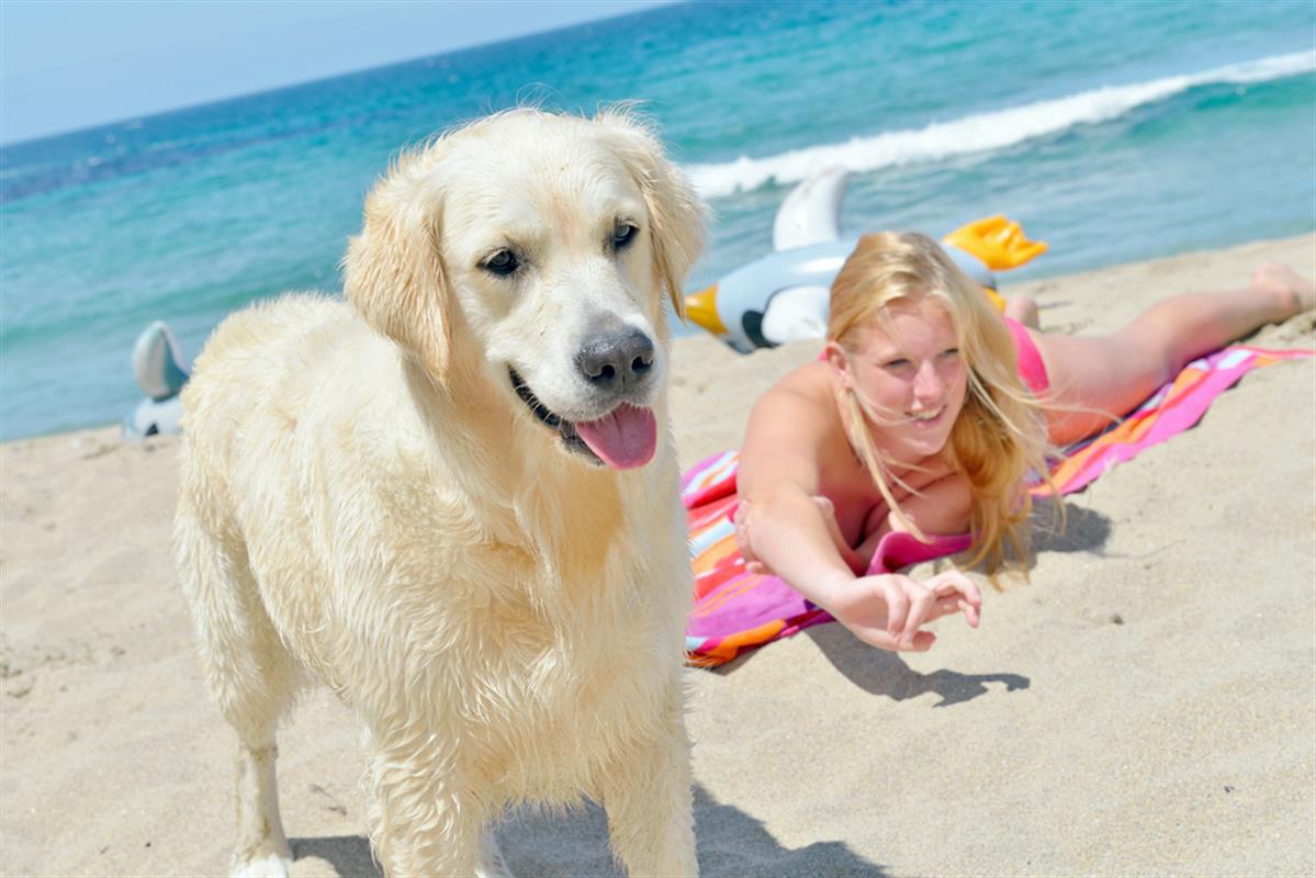 can you take dogs abroad on holiday