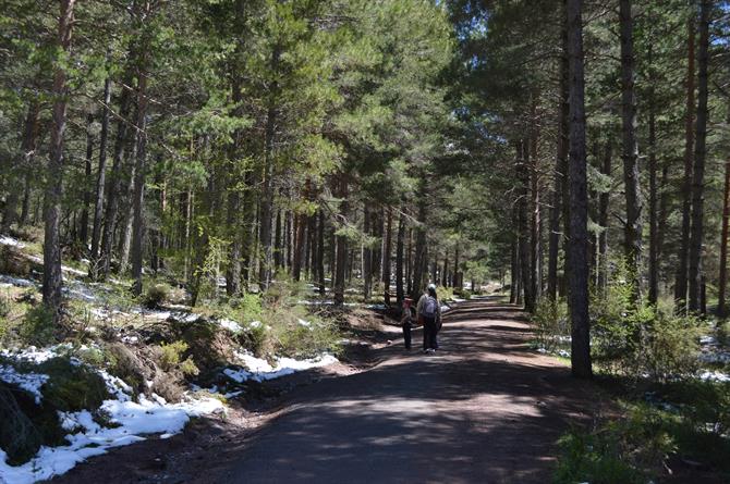 Furuskog i Sierra de Huetor Naturpark