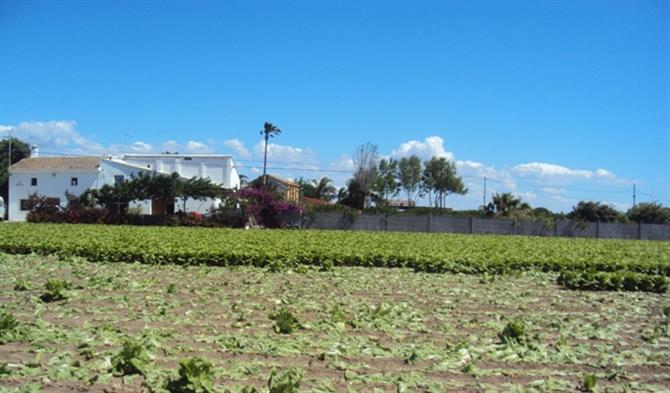 La huerta valencia