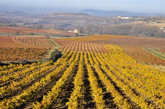 La Rioja, vineyard