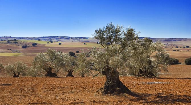 Olive trees, Castilla la Mancha