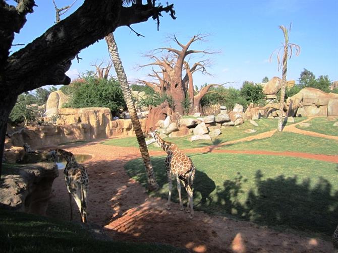 El parque zoológico Bioparc de Valencia, Comunidad Valenciana