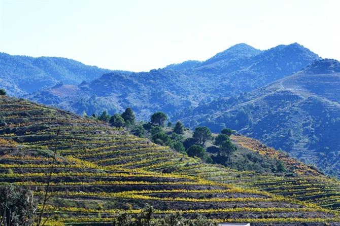Terraced vineyards in the Priorat region in Tarragona