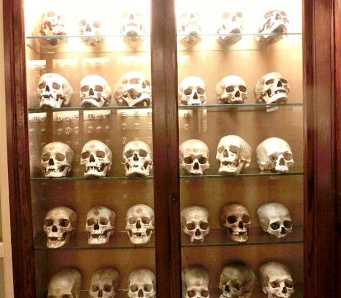 Museo Canario Skulls