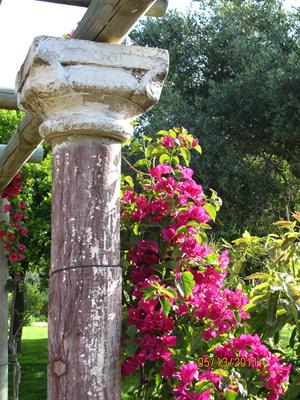 Rustic column and bougainvillea