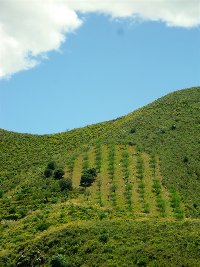 Mandelbäume wachsen auch auf steilen Berghängen.
