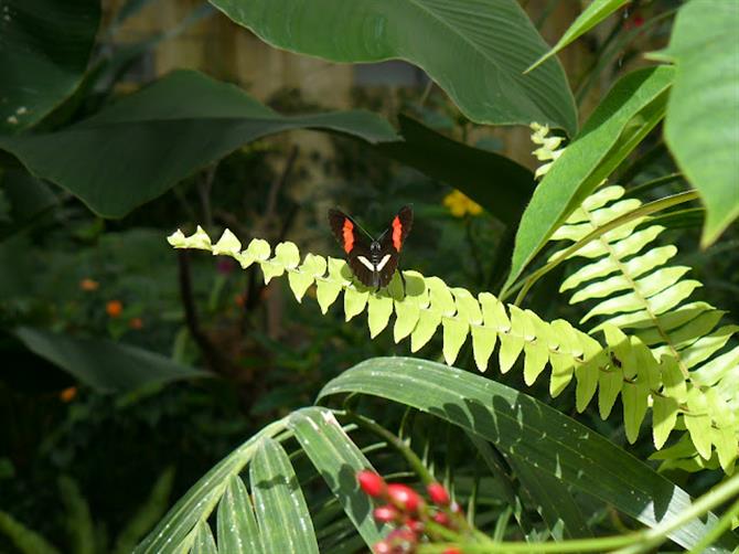 Motyle w Butterfly Park w Empuriabrava
