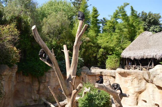 Chimpansees at Bioparc