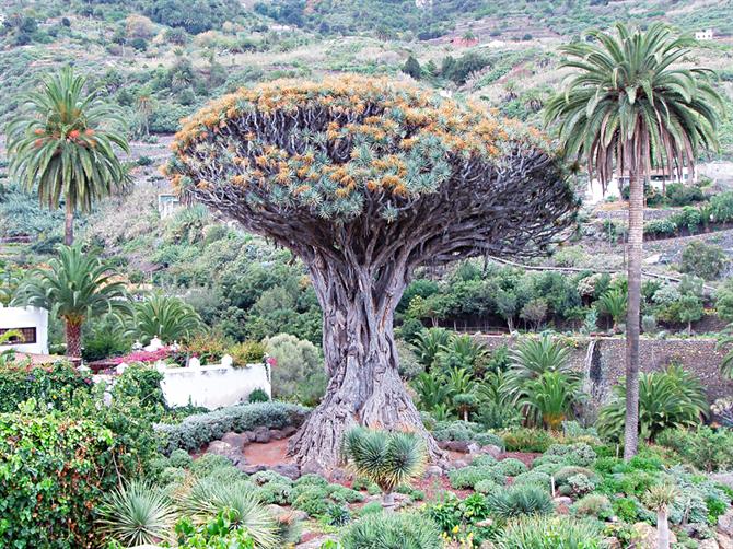 Millennium Drago, albero millenario a Icod de los Vinos, Tenerife
