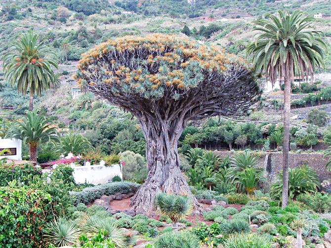 Arbre Drago millénaire à Icod de los Vinos, Tenerife - îles Canaries (Espagne)