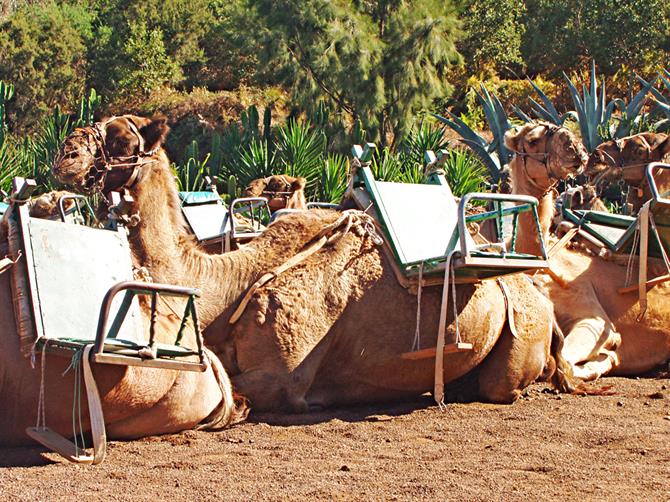 Kamelriding, Tenerife