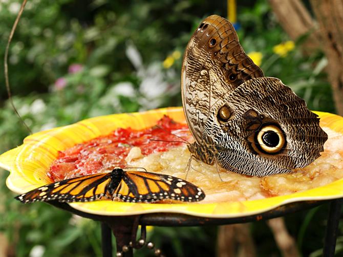 Museo de las mariposas, Tenerife